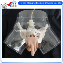 ISO Advanced Male Transparent Uranium Catheterization model